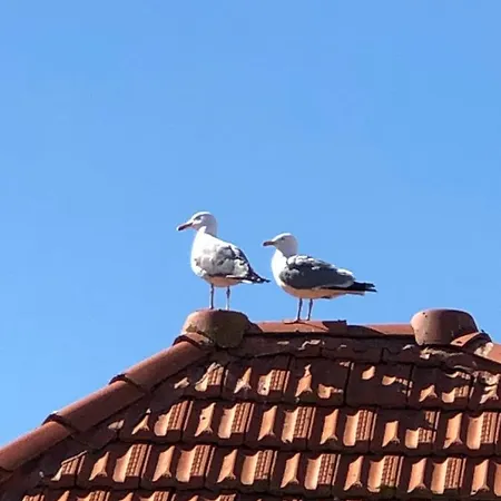 Cote Des Basques Biarritz