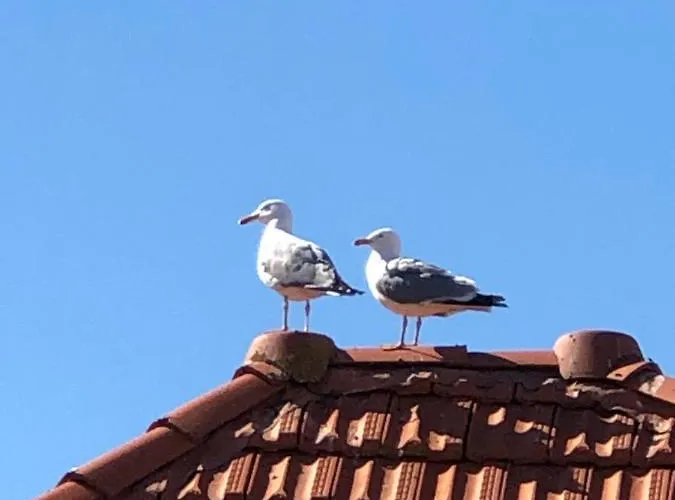 Cote Des Basques Biarritz